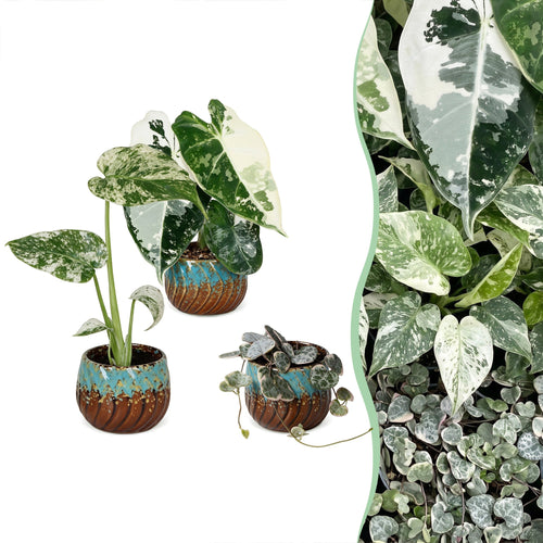 3x Baby Variegata Mix - Diversen - Tropisch - incl. Copper Reef - Ø6cm - ↕10-15cm, plant in pot