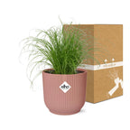 Detailfoto van Cyperus Alternifolius Zumula in ELHO Vibes Fold 14cm roze