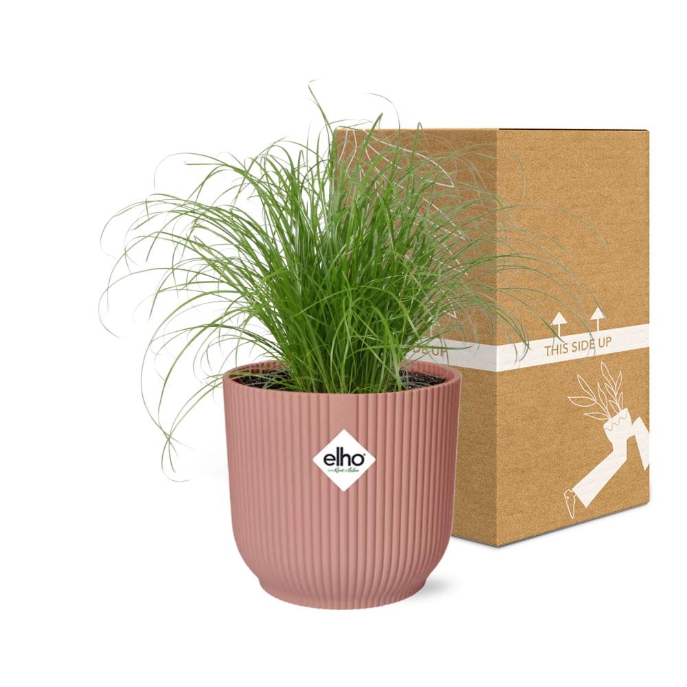 Detailfoto van Cyperus Alternifolius Zumula in ELHO Vibes Fold 14cm roze