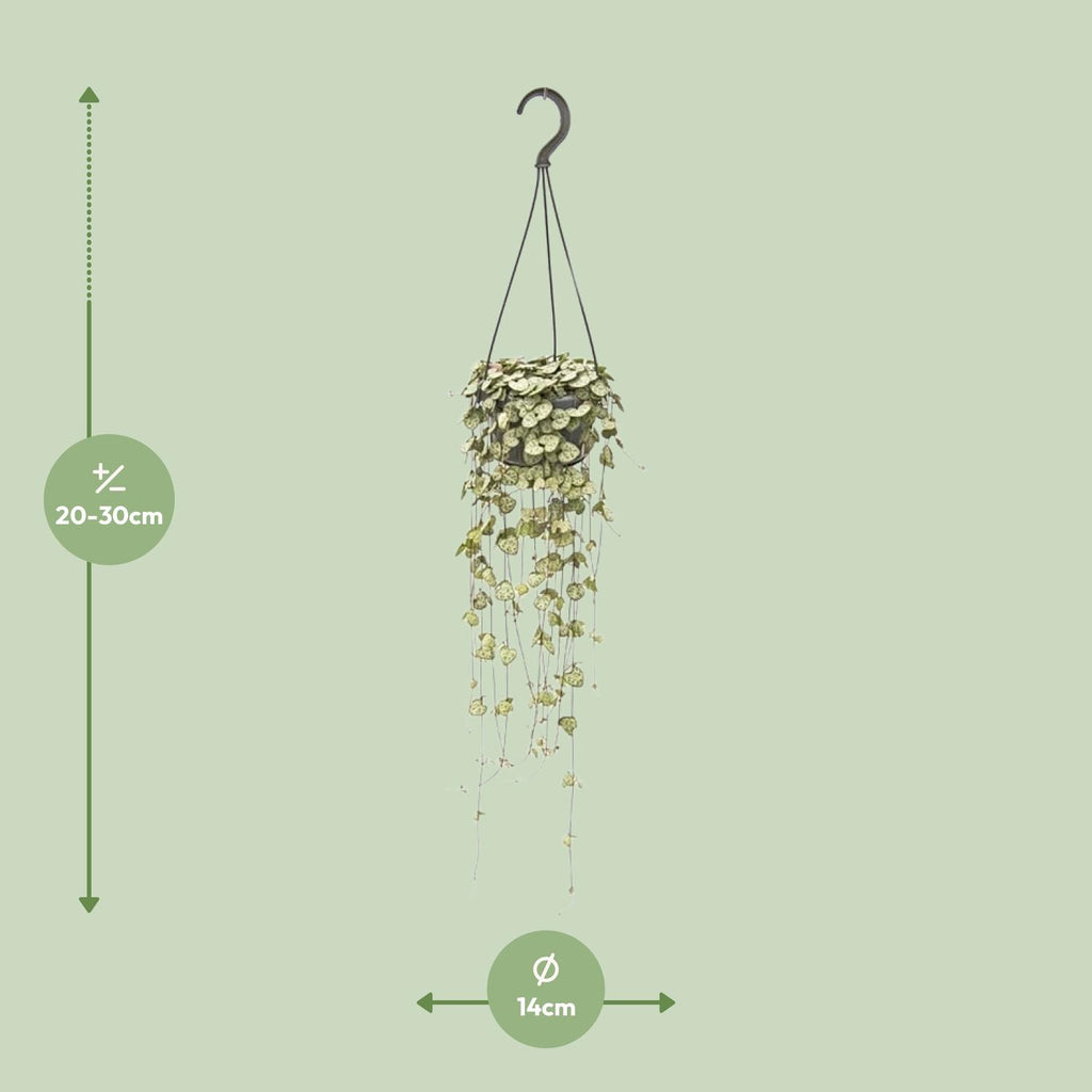 Detailfoto van Ceropegia Woodii Hang