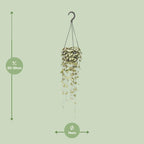 Detailfoto van Ceropegia Woodii Hang