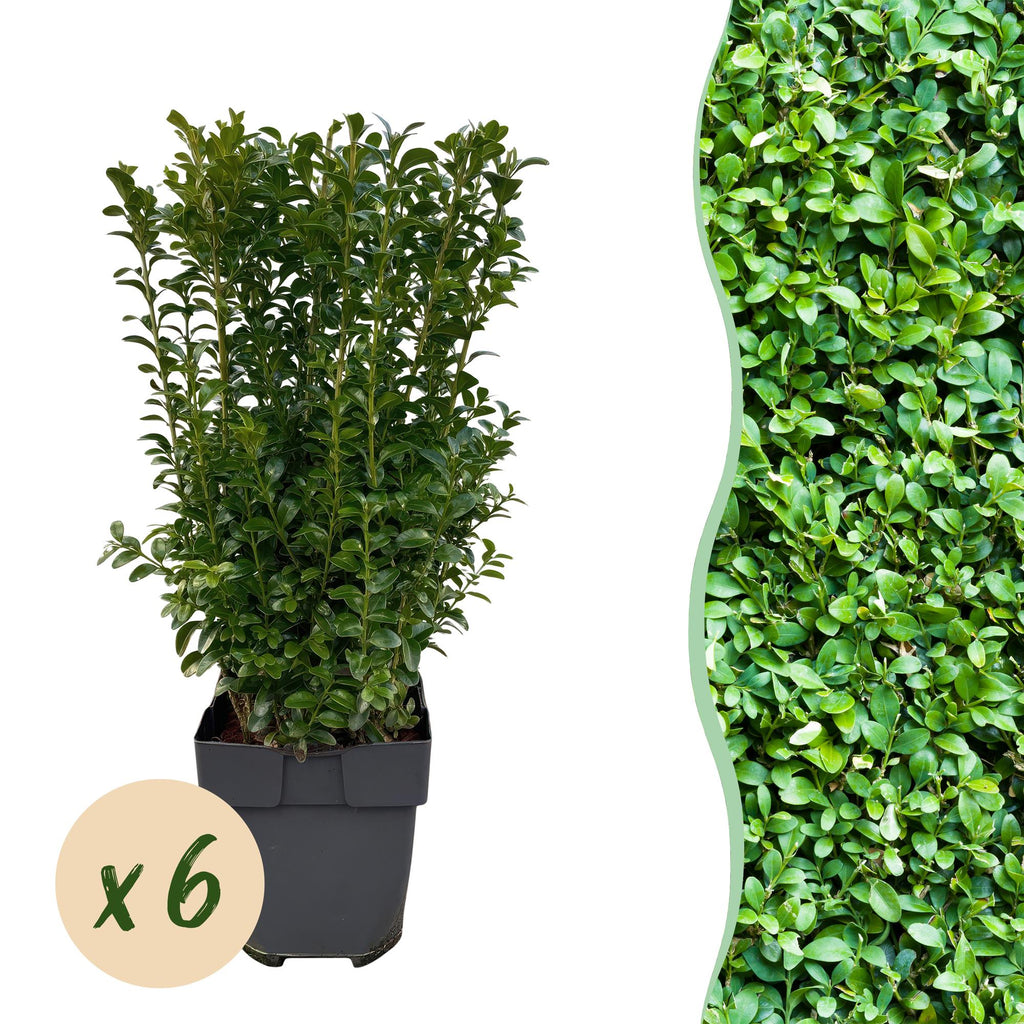 Buxus sempervirens, plant in pot