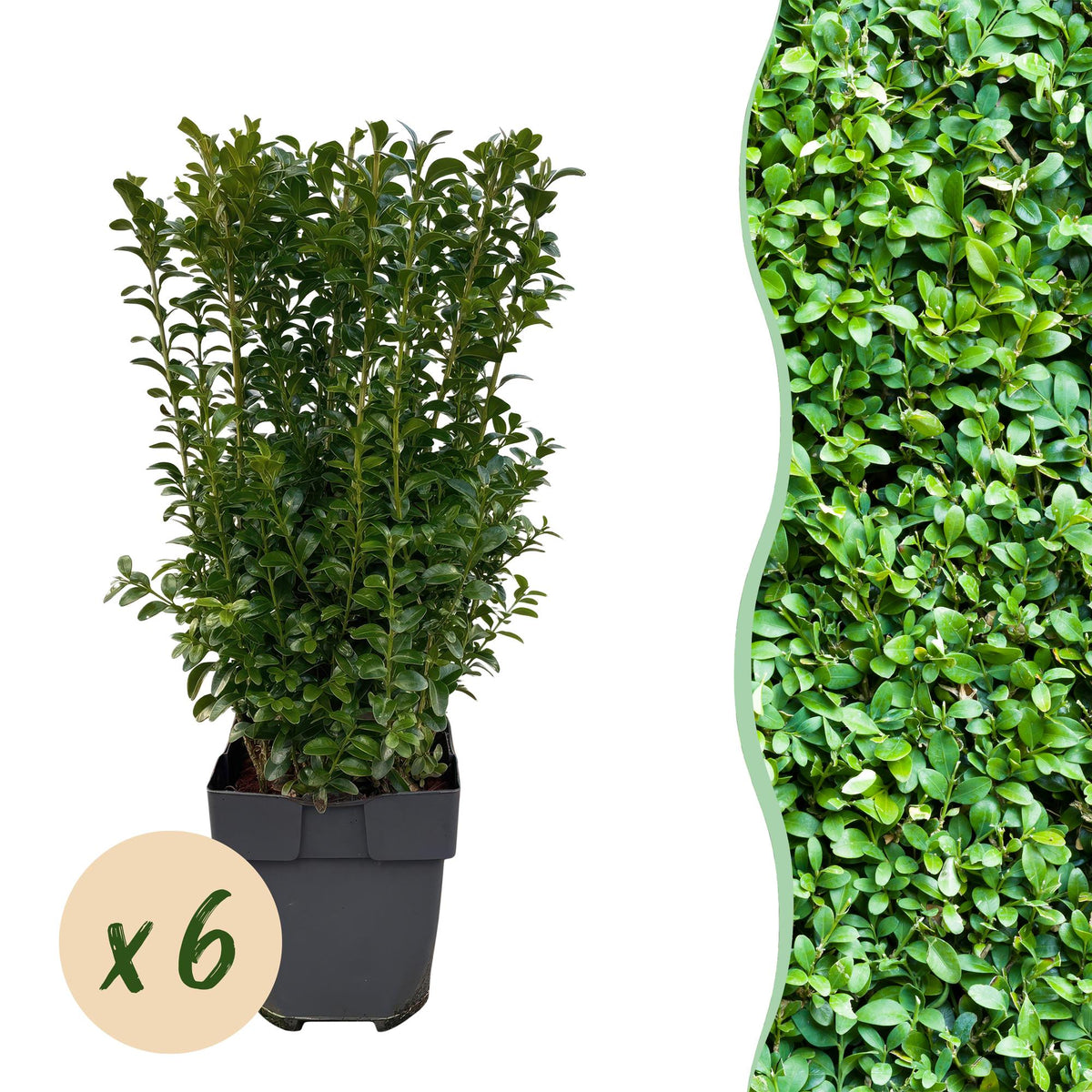 Buxus sempervirens, plant in pot