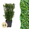 Buxus sempervirens