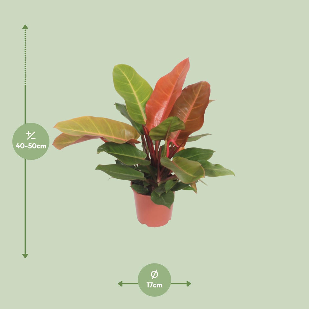 Detailfoto van Philodendron Prince of Orange