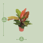 Detailfoto van Philodendron Prince of Orange