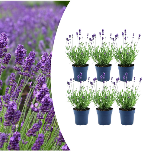 6x Lavandula angustifolia Felice®, plant in pot