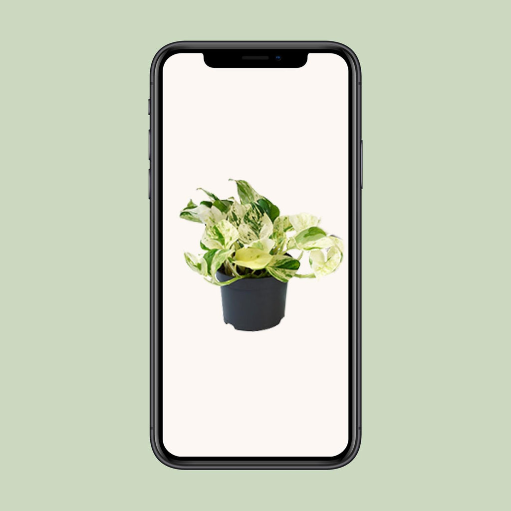 Detailfoto van Aanbieding - Epipremnum Happy Leaf - Scindapsus