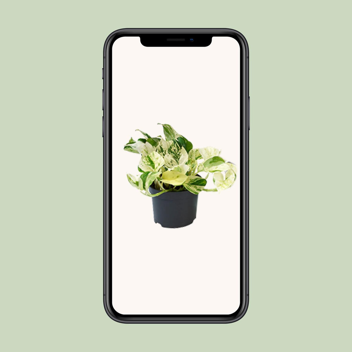 Detailfoto van Aanbieding - Epipremnum Happy Leaf - Scindapsus