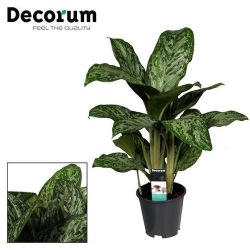 Detailfoto van Aglaonema Greenlight (Decorum)