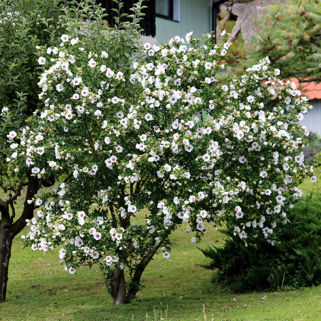 Hibiscus syriacus Red Heart, groene bladeren