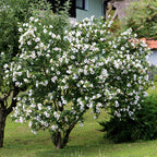 Hibiscus syriacus Red Heart, groene bladeren