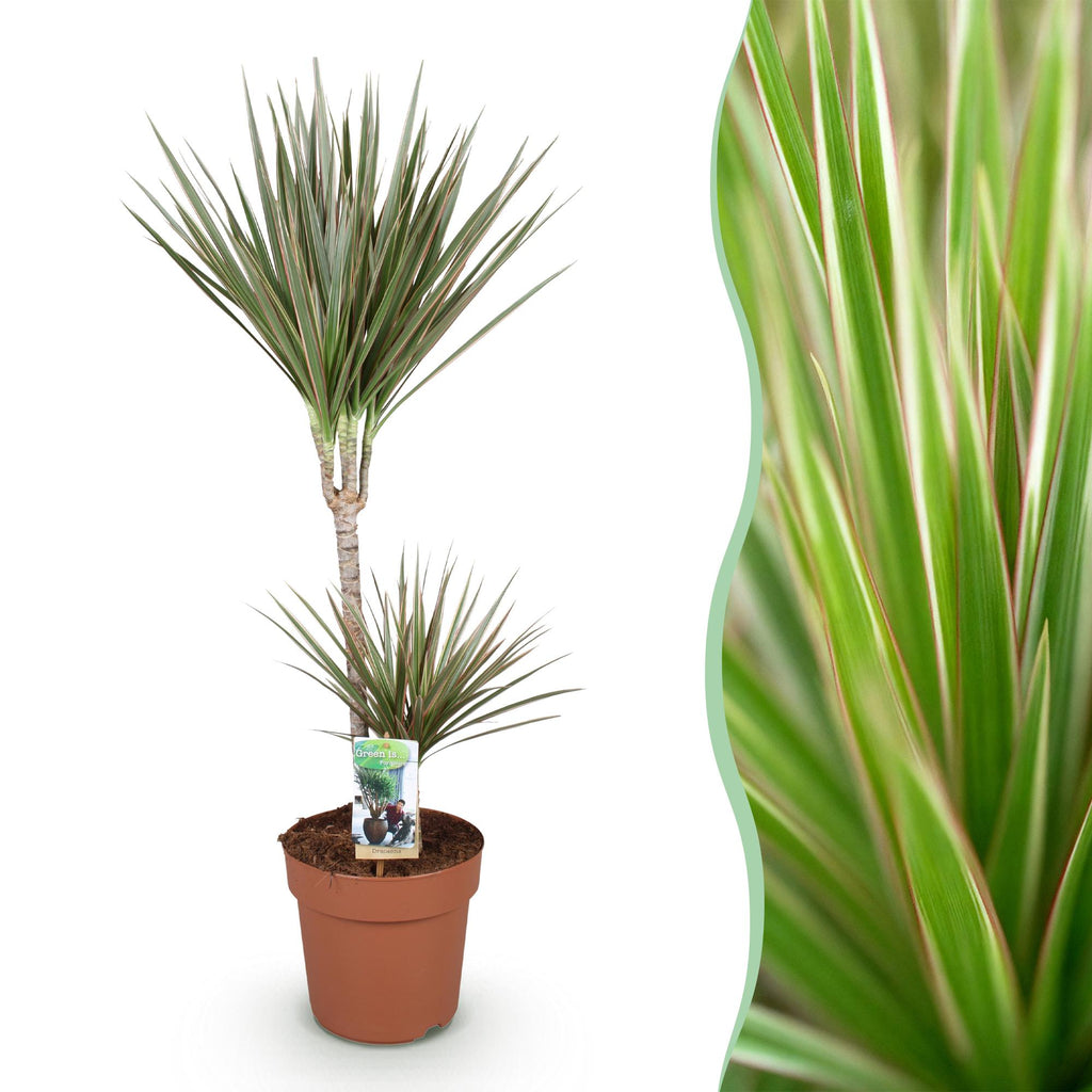 Dracaena Marginata Bicolor, plant in pot