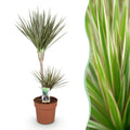 Dracaena Marginata Bicolor, plant in pot