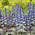 Ajuga reptans 'Burgundy Glow', compacte plant