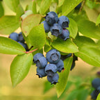 2x Bosbes Patriot, plant in pot