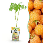 Framboos Rubus idaeus Fallgold, plant voor binnen