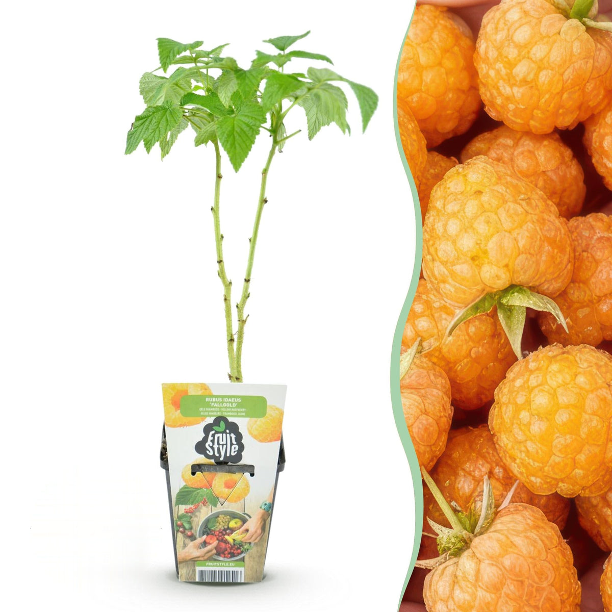 Framboos Rubus idaeus Fallgold, plant voor binnen