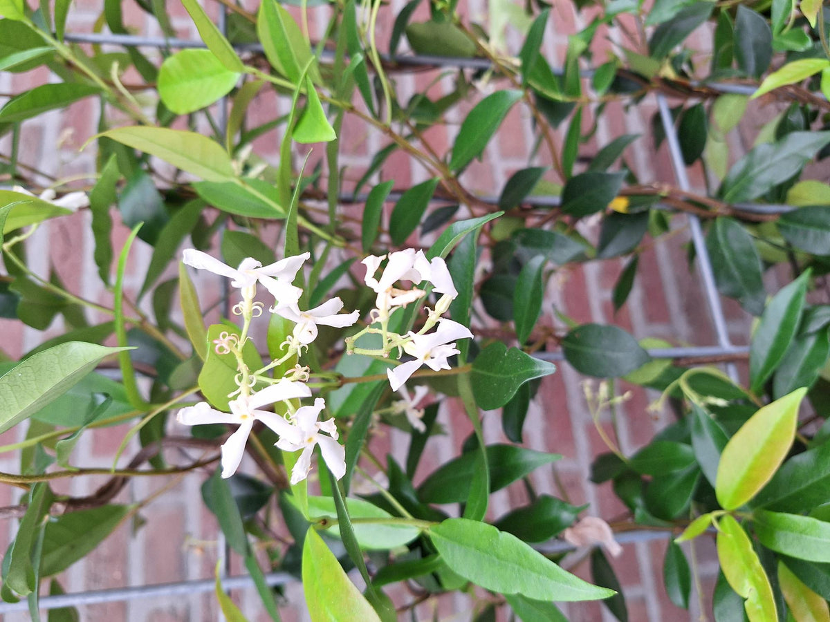 Toscaanse jasmijn Trachelospermum, kant-en-klare haag, plant in pot
