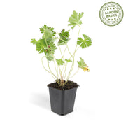 Geranium Rozanne