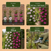 Clematis duo roze en wit - bosrank - set van 12 - Ø9 cm