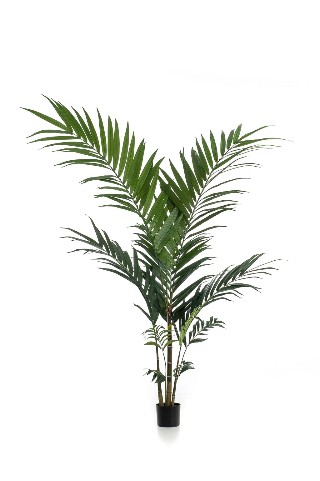Productafbeelding van Pureplant