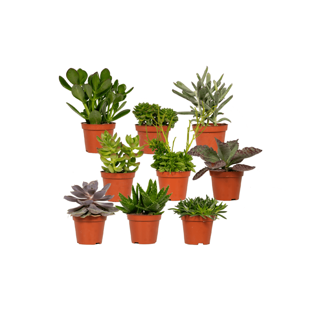 Succulenten mix met verschillende vetplanten van dichtbij