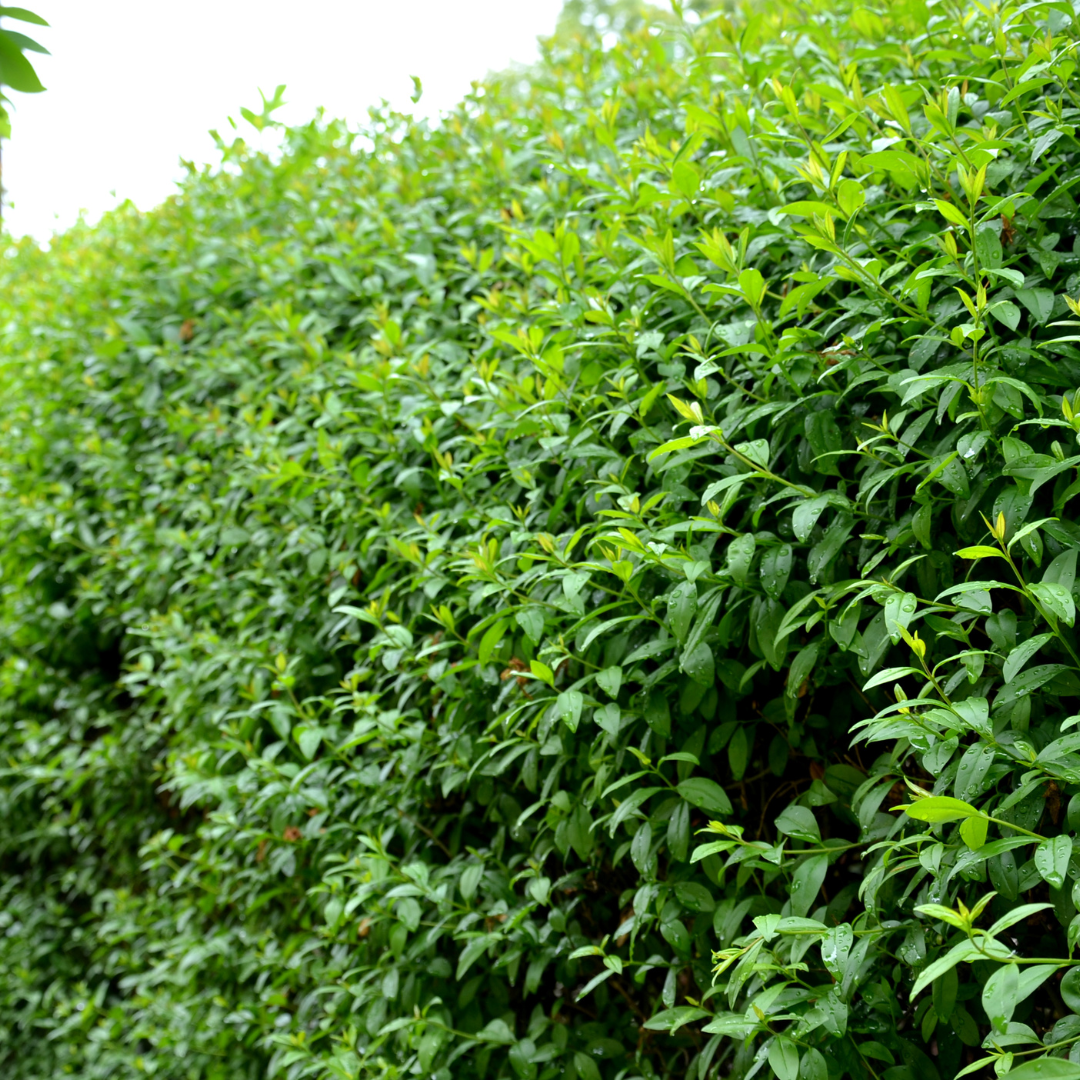 50x Gewone liguster, detail van het blad