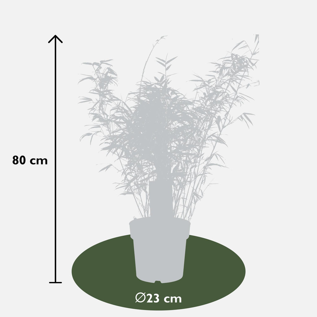 Fargesia rufa, niet-woekerende bamboe, groeiwijze van de plant
