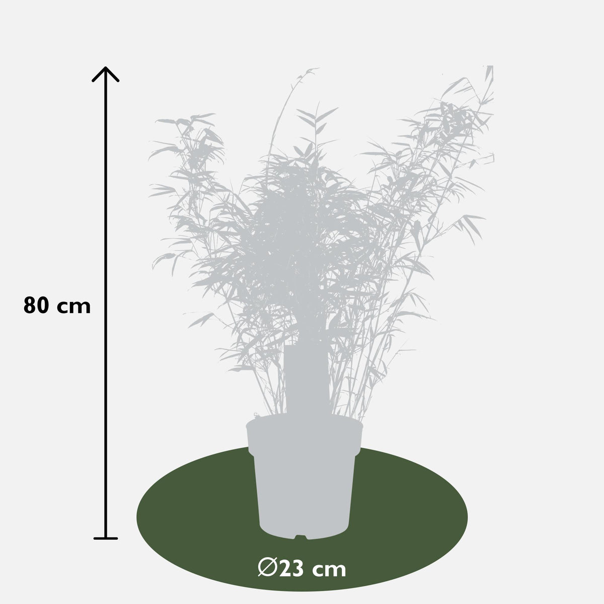 Fargesia rufa, niet-woekerende bamboe, groeiwijze van de plant