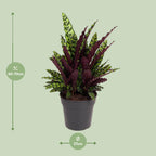 Detailfoto van Calathea Lancifolia