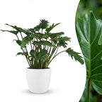 Philodendron Xanadu met witte pot, detail van het blad