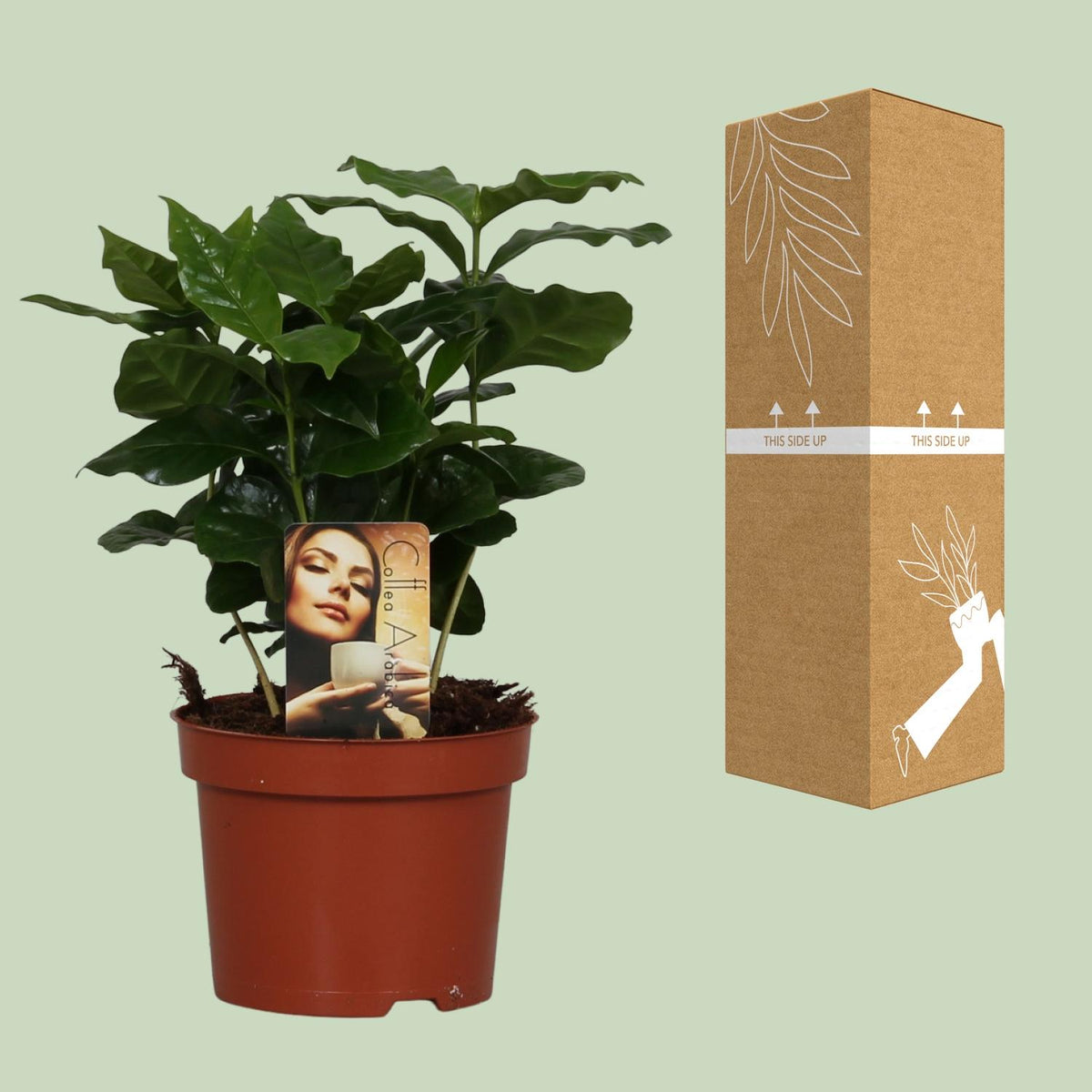 Detailfoto van Coffea Arabica