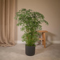 Productfoto van Polyscias Fruticosa (Aralia)