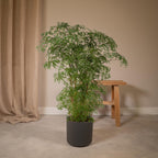Productfoto van Polyscias Fruticosa (Aralia)