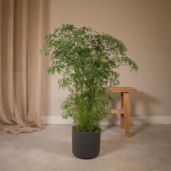 Polyscias Fruticosa (Aralia)