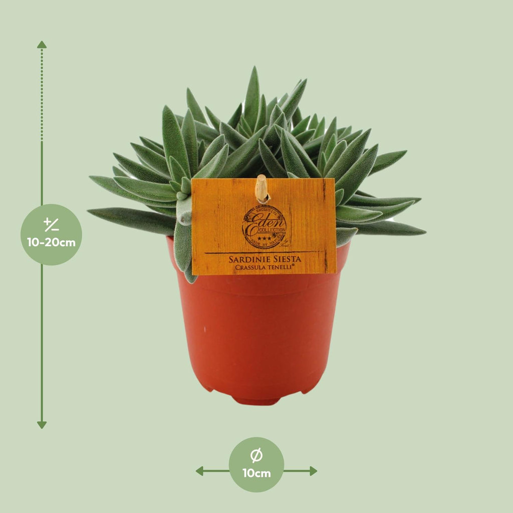 Detailfoto van Crassula Tenelli