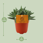 Detailfoto van Crassula Tenelli