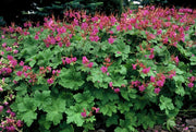 Geranium macr. &