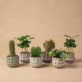 Plant set van 6 met pot set San Juan - Cactus mix - Ø, plant in pot