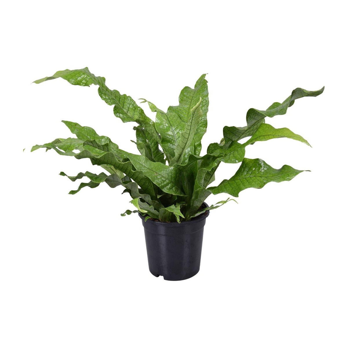 Productafbeelding van Pureplant