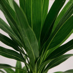 Yucca elephantipes, 100 cm hoog, plant in pot
