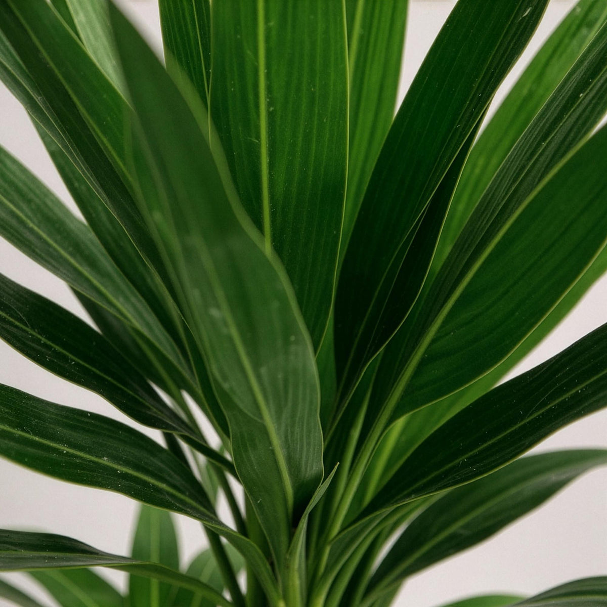 Yucca elephantipes, 100 cm hoog, plant in pot