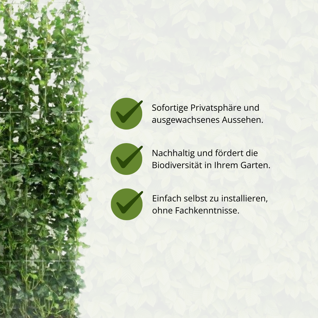 Klimophaag Hedera hibernica kant-en-klaar, B120 x H180 cm, groene bladeren