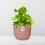 Detailfoto van Philodendron Scandens ‘Brasil’ in ELHO Vibes Fold 14cm roze