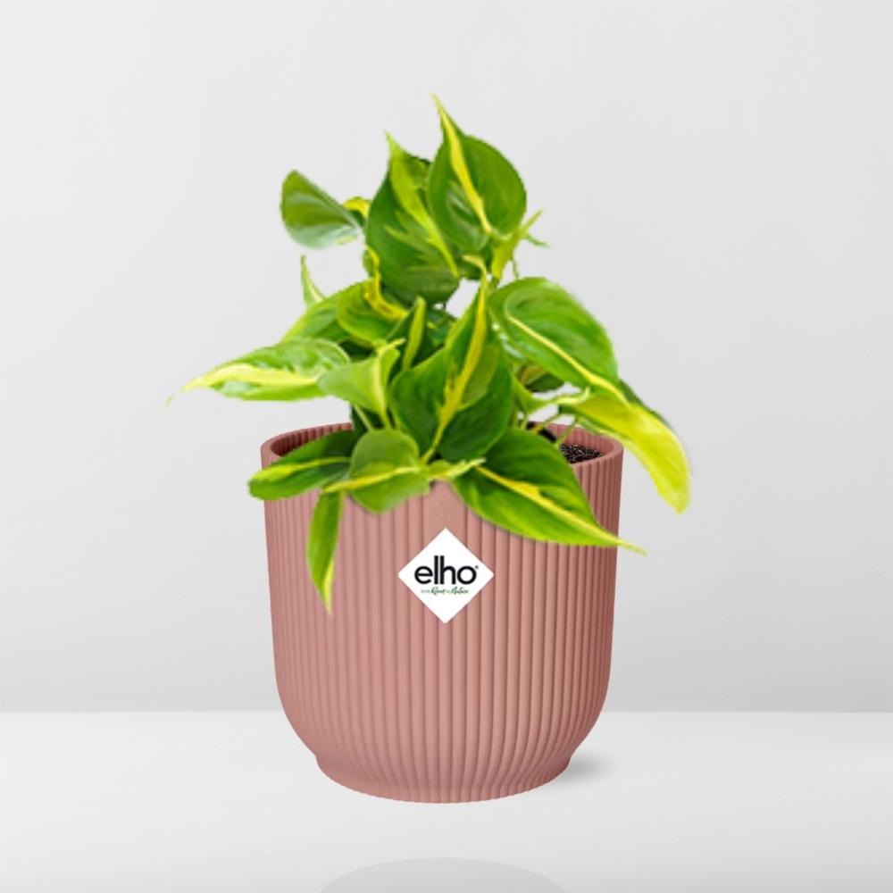 Detailfoto van Philodendron Scandens ‘Brasil’ in ELHO Vibes Fold 14cm roze