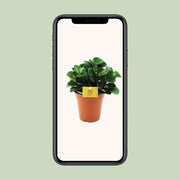 Peperomia Burning Bush