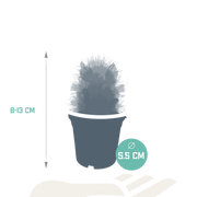 Cactus mix
