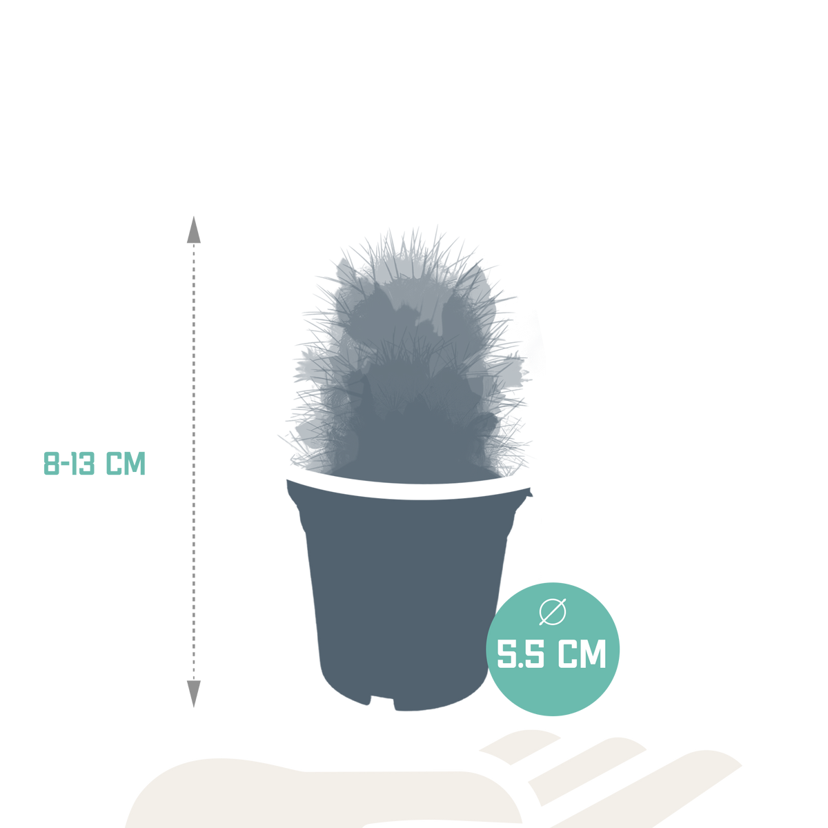 Cactus mix, detail van het blad