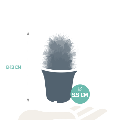 Cactus mix, detail van het blad